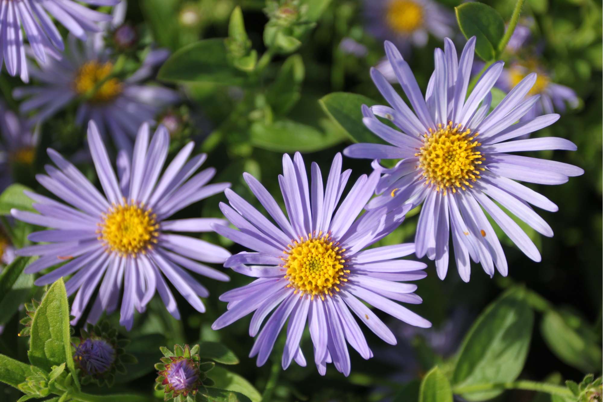 Aster 'Mönch'